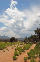 marcie_dirtroad